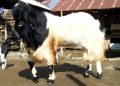 Peternakan Kambing sebagai Usaha Keluarga yang Bisa Dikembangkan