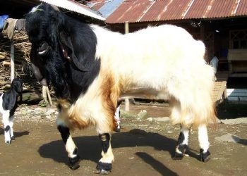 Peternakan Kambing sebagai Usaha Keluarga yang Bisa Dikembangkan