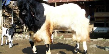 Peternakan Kambing sebagai Usaha Keluarga yang Bisa Dikembangkan