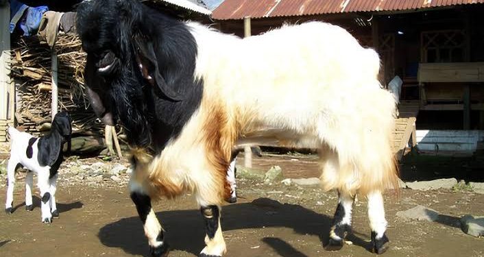 Peternakan Kambing sebagai Usaha Keluarga yang Bisa Dikembangkan