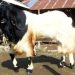 Peternakan Kambing sebagai Usaha Keluarga yang Bisa Dikembangkan